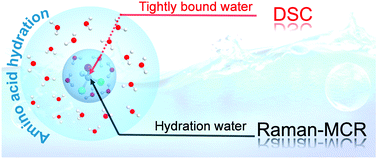 Graphical abstract: Quantitative insights into tightly and loosely bound water in hydration shells of amino acids
