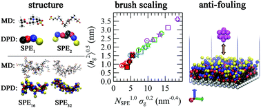 Graphical abstract: Multiscale simulations of polyzwitterions in aqueous bulk solutions and brush array configurations