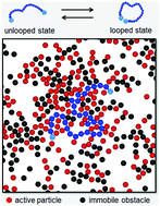 Graphical abstract: Polymer looping kinetics in active heterogeneous environments