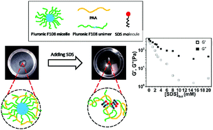 Graphical abstract: Sodium dodecyl sulfate modulates the structure and rheological properties of Pluronic F108–poly(acrylic acid) coacervates)