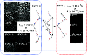 Graphical abstract: Polymorphic microstructure of MDI/BD-block polyurethane as determined by temperature-sensitive conformation variation