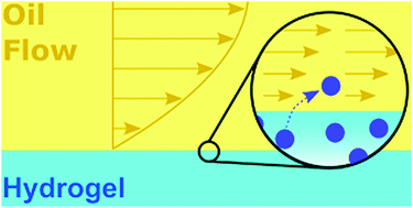 Graphical abstract: Linear shrinkage of hydrogel coatings exposed to flow: interplay between dissolution of water and advective transport