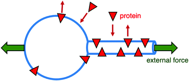 Graphical abstract: Binding of curvature-inducing proteins onto tethered vesicles