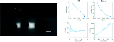 Graphical abstract: Non-linear elastic properties of actin patches to partially rescue yeast endocytosis efficiency in the absence of the cross-linker Sac6