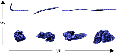 Graphical abstract: Thermally fluctuating, semiflexible sheets in simple shear flow