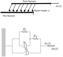 Graphical abstract: Passive viscoelastic response of striated muscles