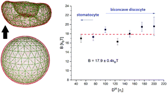 Graphical abstract: Scale-invariance in miniature coarse-grained red blood cells by fluctuation analysis