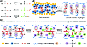 Graphical abstract: Rational design of a supramolecular hydrogel with customizable pH-responsiveness on the basis of pH-induced ionization/protonation transition of BSA