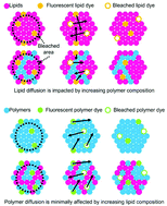 Graphical abstract: Membrane mixing and dynamics in hybrid POPC/poly(1,2-butadiene-block-ethylene oxide) (PBd-b-PEO) lipid/block co-polymer giant vesicles