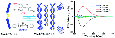 Graphical abstract: Strong CPL-active liquid crystal materials induced by intermolecular hydrogen-bonding interaction and a chirality induction mechanism