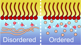 Graphical abstract: Dynamic effect of polymers at the surfactant–water interface: an ultrafast study