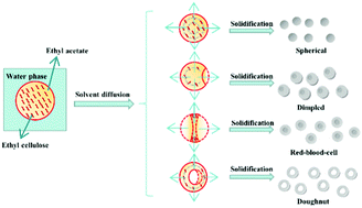 Graphical abstract: Preparation of ethyl cellulose particles with different morphologies through microfluidics