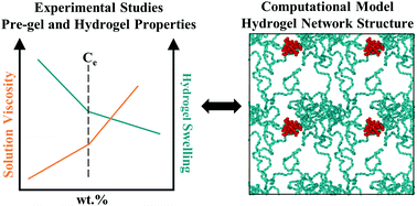 Graphical abstract: PEGDA hydrogel structure from semi-dilute concentrations: insights from experiments and molecular simulations