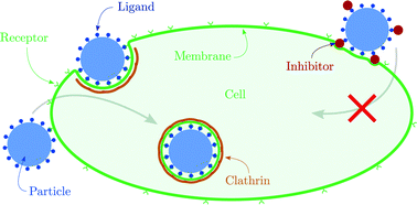 Graphical abstract: The morphological role of ligand inhibitors in blocking receptor- and clathrin-mediated endocytosis