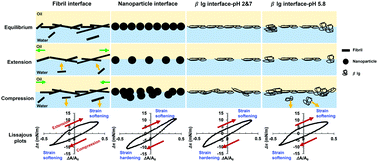 Graphical abstract: Nonlinear dilatational rheology of different protein aggregates at the oil–water interface