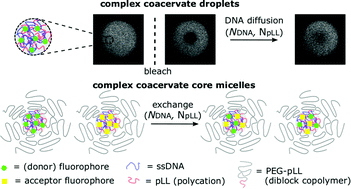 Graphical abstract: DNA dynamics in complex coacervate droplets and micelles