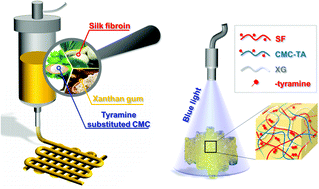 Graphical abstract: Dityrosine-inspired photocrosslinking technique for 3D printing of silk fibroin-based composite hydrogel scaffolds