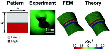 Graphical abstract: Formation of rolls from liquid crystal elastomer bistrips