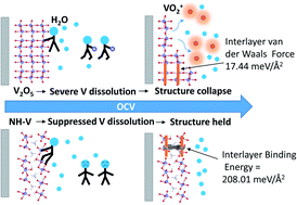 Graphical abstract: Suppressing cathode dissolution via guest engineering for durable aqueous zinc-ion batteries