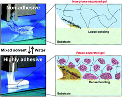 Graphical abstract: Transforming non-adhesive hydrogels to reversible tough adhesives via mixed-solvent-induced phase separation