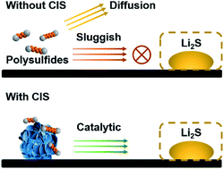Graphical abstract: Strong intermolecular polarization to boost polysulfide conversion kinetics for high-performance lithium–sulfur batteries