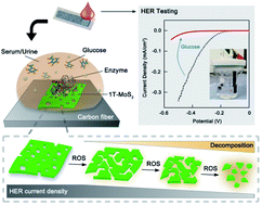 Graphical abstract: Engineering metallic MoS2 monolayers with responsive hydrogen evolution electrocatalytic activities for enzymatic reaction monitoring