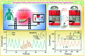 Graphical abstract: Ultrasensitive humidity sensing and the multifunctional applications of borophene–MoS2 heterostructures