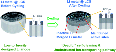 Graphical abstract: A lithiophilic carbon scroll as a Li metal host with low tortuosity design and “Dead Li” self-cleaning capability
