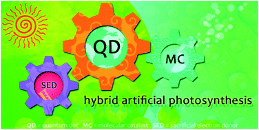 Graphical abstract: Hybrid artificial photosynthetic systems constructed using quantum dots and molecular catalysts for solar fuel production: development and advances