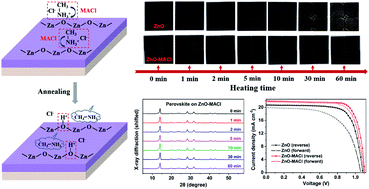 Graphical abstract: Effective stability enhancement in ZnO-based perovskite solar cells by MACl modification