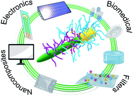 Graphical abstract: Tailored nanocellulose-grafted polymer brush applications