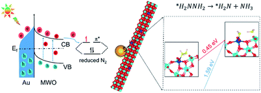 Graphical abstract: Plasmonic gold nanocrystals simulated efficient photocatalytic nitrogen fixation over Mo doped W18O49 nanowires