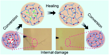 Graphical abstract: Self-healing of internal damage in mechanically robust polymers utilizing a reversibly convertible molecular network