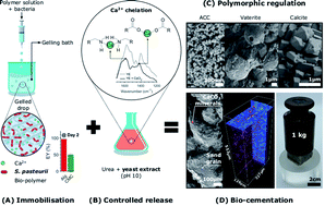 Graphical abstract: Controlling the calcium carbonate microstructure of engineered living building materials