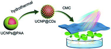 Graphical abstract: Integrating photon up- and down-conversion to produce efficient light-harvesting materials for enhancing natural photosynthesis