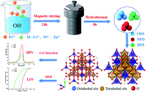 Graphical abstract: Synthesis and electrocatalytic mechanism of ultrafine MFe2O4 (M: Co, Ni, and Zn) nanocrystallites: M/Fe synergistic effects on the electrochemical detection of Cu(ii) and hydrogen evolution reaction performances