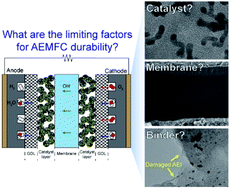 Graphical abstract: Degradation study for the membrane electrode assembly of anion exchange membrane fuel cells at a single-cell level