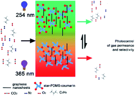 Graphical abstract: Photo-switchable membranes constructed from graphene oxide/star-PDMS nanocomposites for gas permeation control