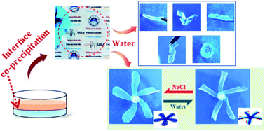 Graphical abstract: A gradient poly(vinyl alcohol)/polysaccharides composite film towards robust and fast stimuli-responsive actuators by interface co-precipitation