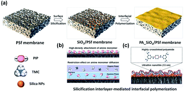 Graphical abstract: Mechanism insights into the role of the support mineralization layer toward ultrathin polyamide nanofilms for ultrafast molecular separation