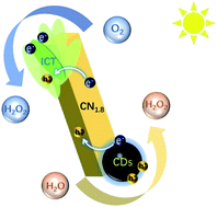 Graphical abstract: Photo-charge regulation of metal-free photocatalyst by carbon dots for efficient and stable hydrogen peroxide production