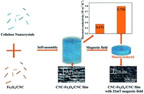 Graphical abstract: High intrinsic thermal conductivity in cellulose nanocrystal films through pitch regulation