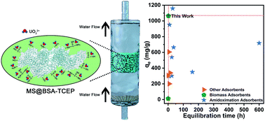 Graphical abstract: Amyloid-like assembly converting commercial proteins to water-insoluble adsorbents with ultrahigh adsorption capacity and excellent antifouling property for uranium extraction