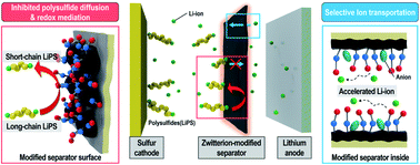 Graphical abstract: Accelerated Li-ion transport through a zwitterion-anchored separator for high-performance Li–S batteries