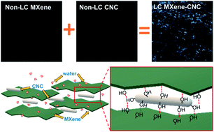 Graphical abstract: Inducing liquid crystallinity in dilute MXene dispersions for facile processing of multifunctional fibers