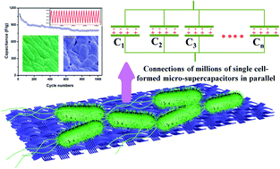Graphical abstract: Living cell-based ultrahigh-supercapacitive behaviours