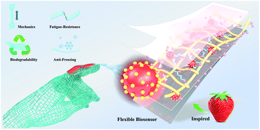 Graphical abstract: A biosensor material with robust mechanical properties, fatigue-resistance, biocompatibility, biodegradability, and anti-freezing capabilities
