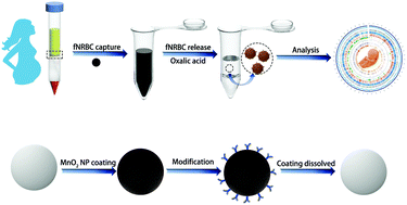 Graphical abstract: The isolation and analysis of fetal nucleated red blood cells using multifunctional microbeads with a nanostructured coating toward early noninvasive prenatal diagnostics