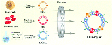 Graphical abstract: A hybrid membrane coating nanodrug system against gastric cancer via the VEGFR2/STAT3 signaling pathway