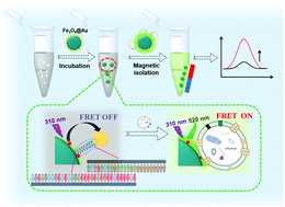 Graphical abstract: A light-up fluorescence resonance energy transfer magnetic aptamer-sensor for ultra-sensitive lung cancer exosome detection